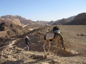 Mit dem Kamel durch die bergige Wüste des Süd-Sinai