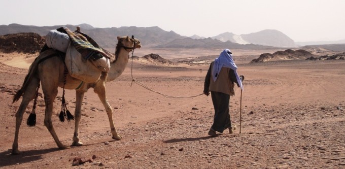 Kameltour im Sinai